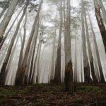 bangalore-mysore-ooty-kodaikanal-tour