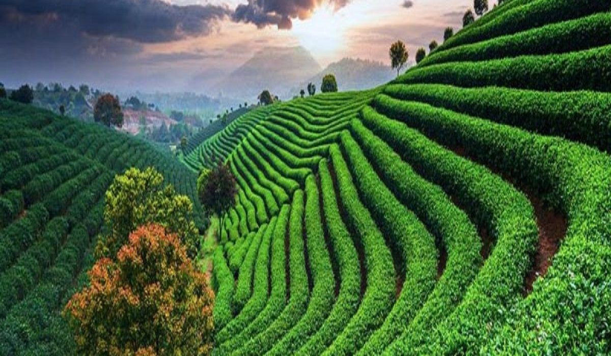 mysore-800x800