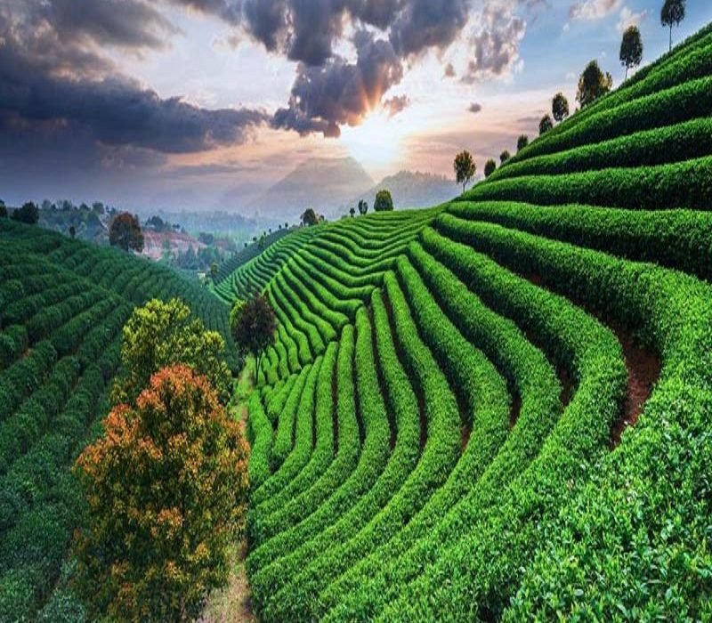 Bangalore Mysore Coorg Tour