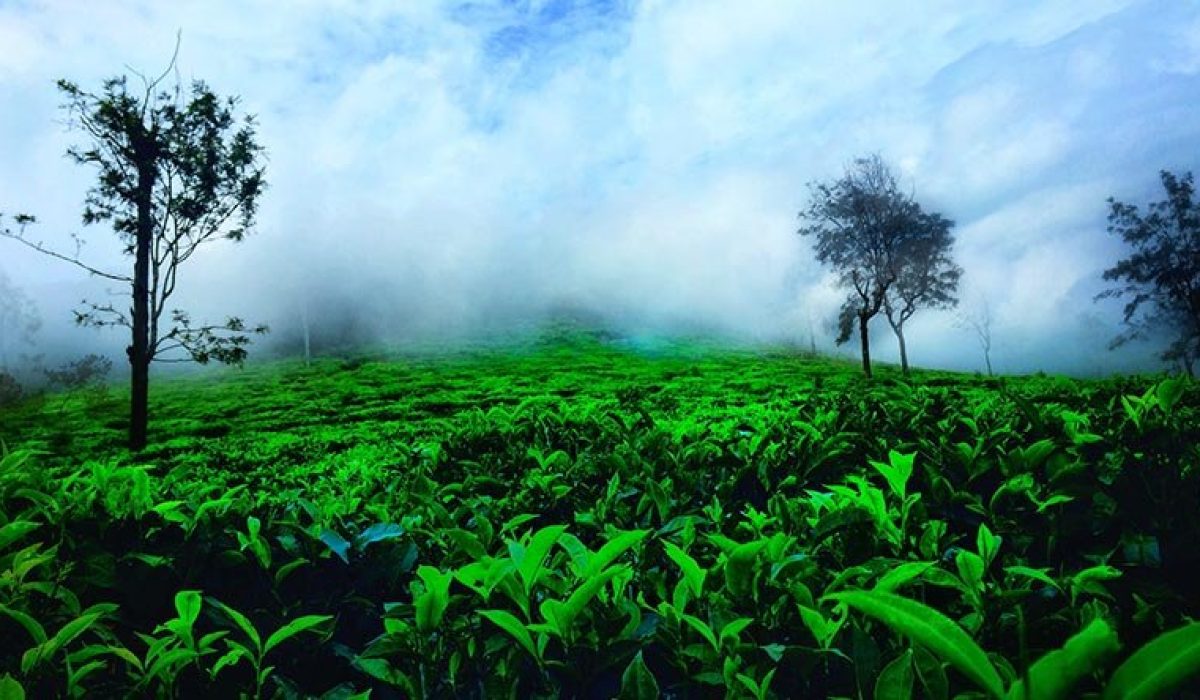 Bangalore, Mysore, Ooty (5 Nights / 6 Days)